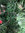 Albero di Natale Uragano 210 cm